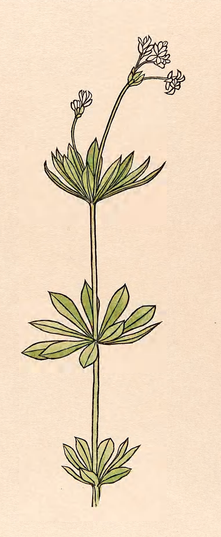 Eine Zeichnung von Waldmeister.